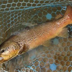 春の魚は強い！ ～岡崎トラウトポンド～